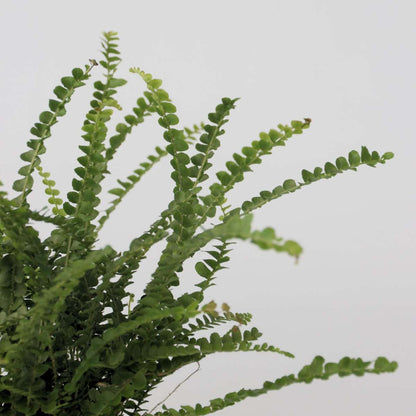 Fougère de Duff - Nephrolepis 'Duffii' - Hauteur 25-40cm - ⌀12cm