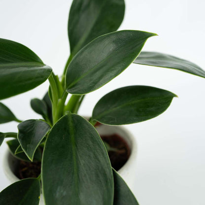 Plante verte - Philodendron 'Green Princess' - Hauteur 20-30cm - ⌀12cm