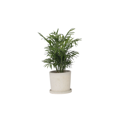 Palmier de salon - Chamaedorea elegans - Hauteur 30-40cm - ⌀12cm
