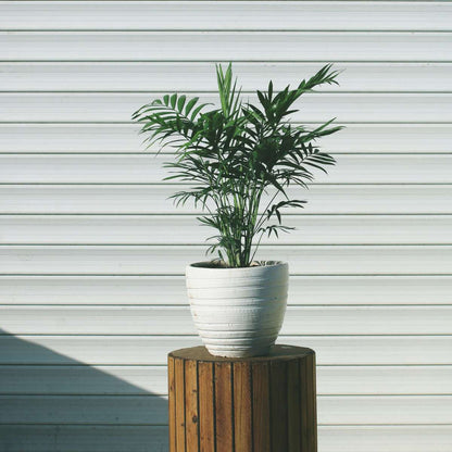 Palmier de salon - Set de 3 - Chamaedorea elegans - Hauteur 30-40cm - ⌀12cm