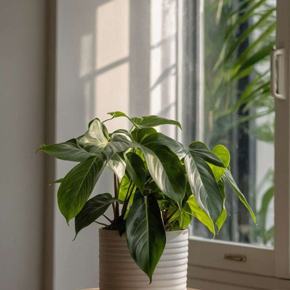 Sweetheart Plant - Philodendron 'Florida Green' - Height 20-30cm - ⌀12cm