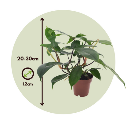 Sweetheart Plant - Philodendron 'Florida Green' - Height 20-30cm - ⌀12cm