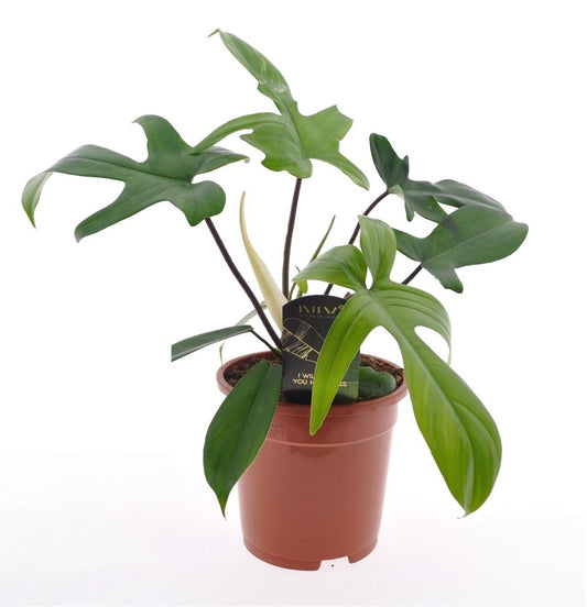 Plante verte - Philodendron 'Florida Green' - Hauteur 40-50cm - ⌀17cm