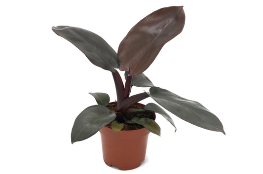Plante verte - Philodendron 'Black Cardinal' - Hauteur 20-30cm - ⌀12cm - TD Plantz
