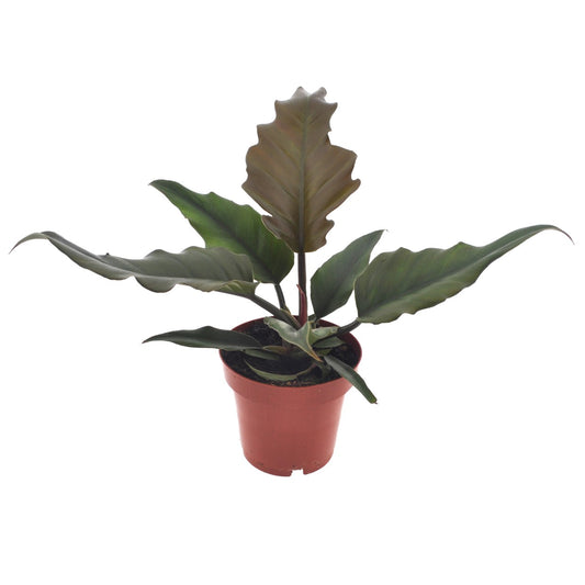 Plante verte - Philodendron 'Caramel' - Hauteur 25-35cm - ⌀12cm