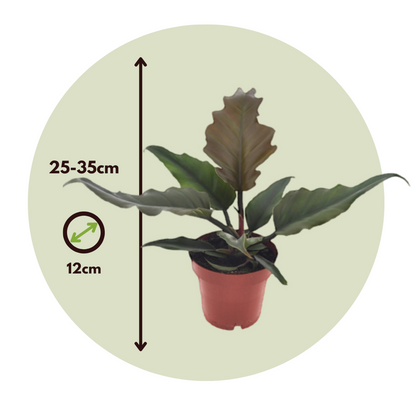 Plante verte - Set de 2 - Philodendron 'Caramel' - Hauteur 25-35cm - ⌀12cm