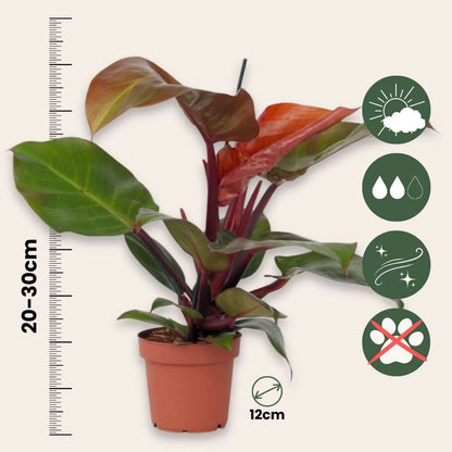 Plante verte - Philodendron 'Sun Light' - Hauteur 20-30cm - ⌀12cm