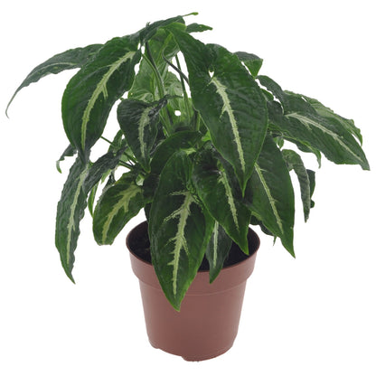 Patte-d'oie - Syngonium 'Wendlandii' - Hauteur 20-30cm - ⌀12cm