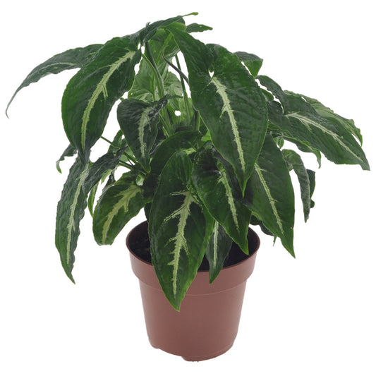 Arrowhead Plant - Syngonium 'Wendlandii' - Height 20-30cm - ⌀12cm
