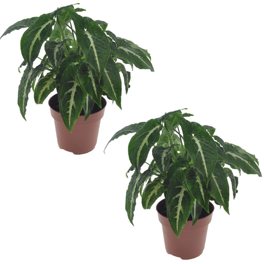 Arrowhead Plant - 2 pcs. - Syngonium 'Wendlandii' - Height 20-30cm - ⌀12cm