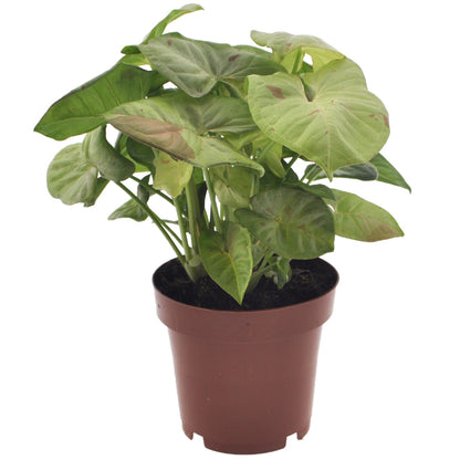 Patte-d'oie - Syngonium 'Milk Confetti' - Hauteur 20-30cm - ⌀12cm