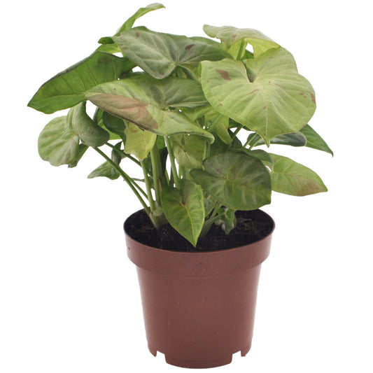Arrowhead Plant - Syngonium 'Milk Confetti' - Height 20-30cm - ⌀12cm