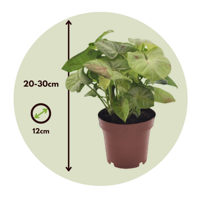 Patte-d'oie - Syngonium 'Milk Confetti' - Hauteur 20-30cm - ⌀12cm