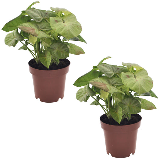 Arrowhead Plant - 2 pcs. - Syngonium 'Milk Confetti' - Height 20-30cm - ⌀12cm