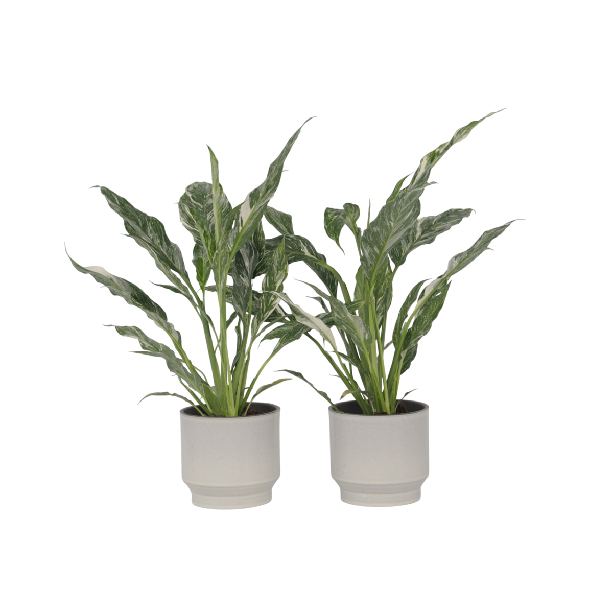 Peace lilly - 2 pcs. - Spathiphyllum 'Diamond' - Height 40-50cm - ⌀12cm