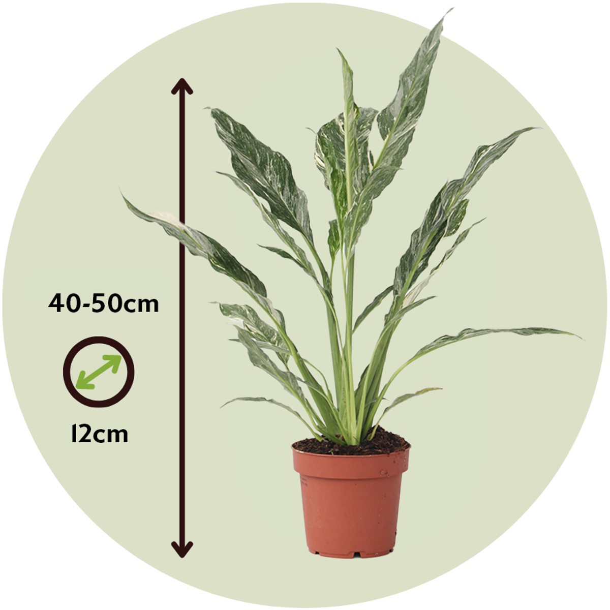 Peace lilly - 2 pcs. - Spathiphyllum 'Diamond' - Height 40-50cm - ⌀12cm
