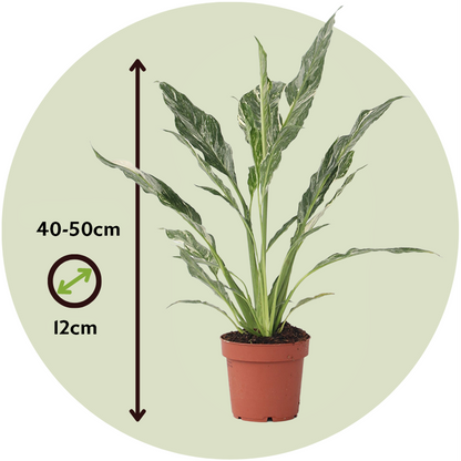 Peace lilly - 2 pcs. - Spathiphyllum 'Diamond' - Height 40-50cm - ⌀12cm