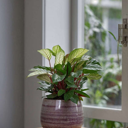 Plante Dormeuse - Set de 2 - Ctenanthe 'Amagris' - Hauteur 20-30cm - ⌀12cm