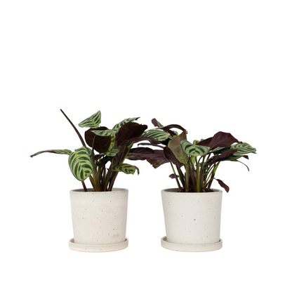 Plante Dormeuse - Set de 2 - Ctenanthe 'Amagris' - Hauteur 20-30cm - ⌀12cm