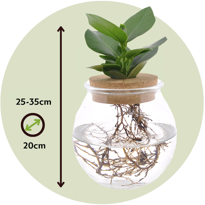 Autograph tree - Clusia rosea 'Princess' - Height 25-35cm - ⌀20cm