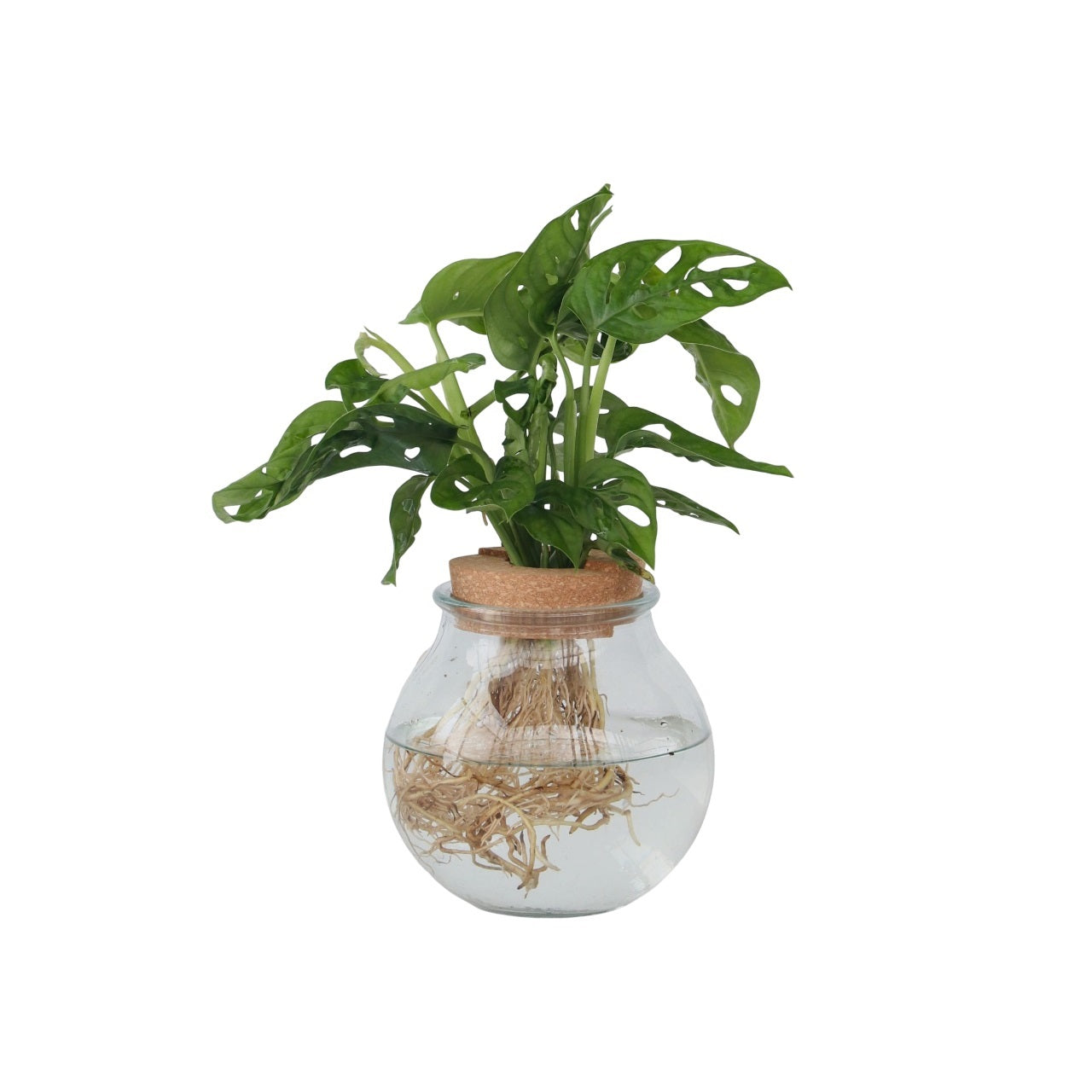Plante à trous - Monstera adansonii 'Monkey Mask' - Hauteur 25-35cm - ⌀20cm