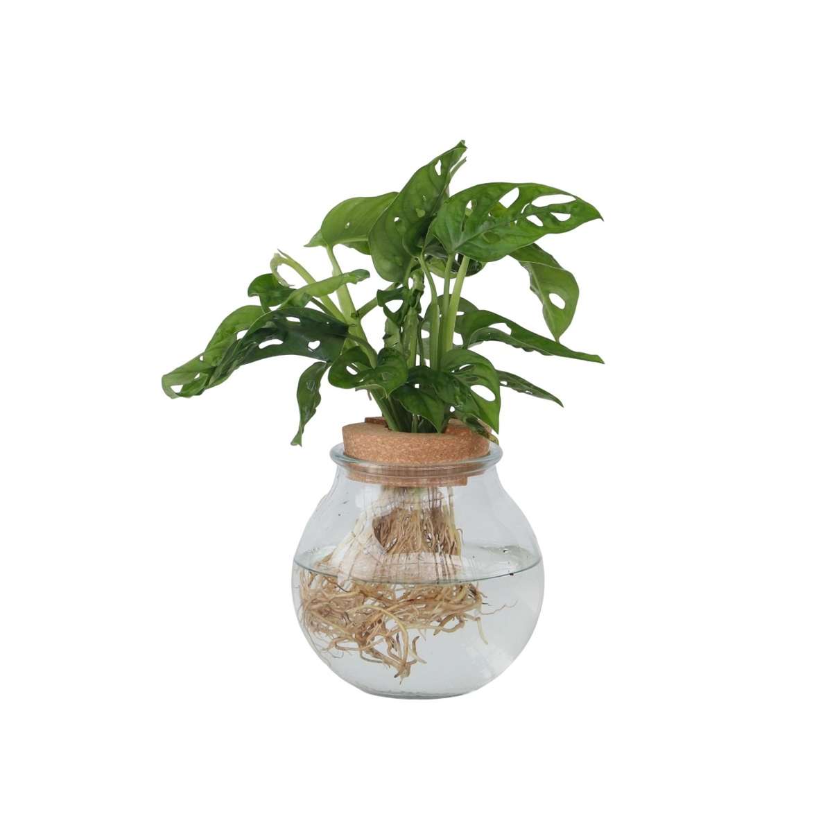 Plante à trous - Monstera adansonii 'Monkey Mask' - Hauteur 25-35cm - ⌀20cm
