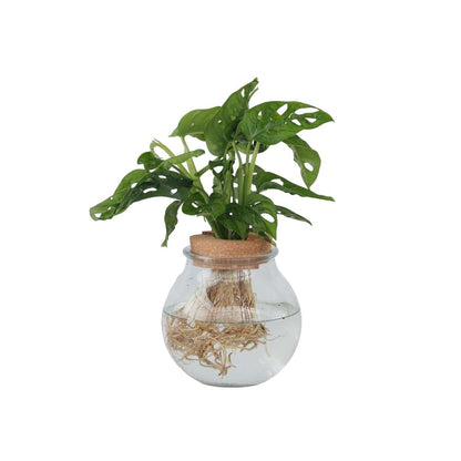 Plante à trous - Monstera adansonii 'Monkey Mask' - Hauteur 25-35cm - ⌀20cm