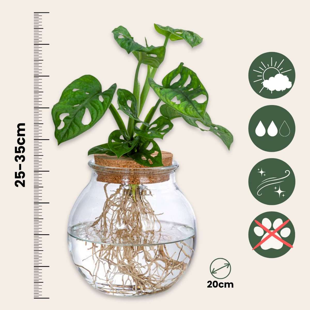 Plante à trous - Monstera adansonii 'Monkey Mask' - Hauteur 25-35cm - ⌀20cm