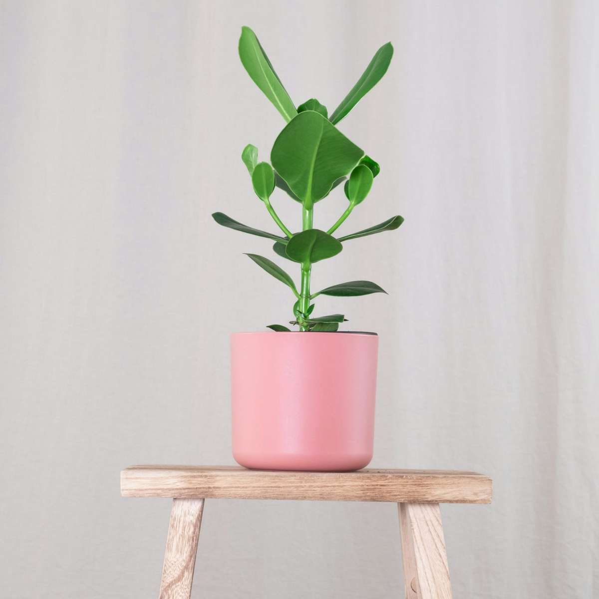 Autograph tree - 2 pcs. - Clusia rosea 'Princess' - Height 25-35cm - ⌀12cm