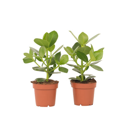 Autograph tree - 2 pcs. - Clusia rosea 'Princess' - Height 25-35cm - ⌀12cm