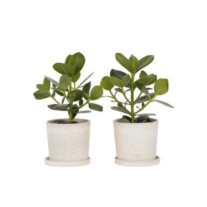 Autograph tree - 2 pcs. - Clusia rosea 'Princess' - Height 25-35cm - ⌀12cm