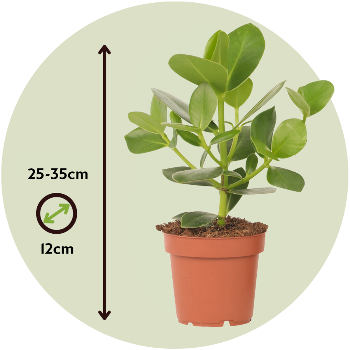 Autograph tree - 2 pcs. - Clusia rosea 'Princess' - Height 25-35cm - ⌀12cm