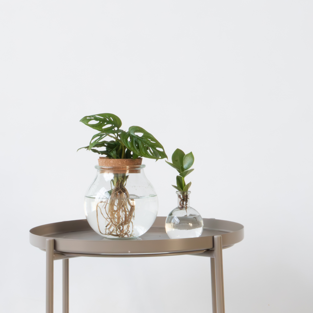 Plant mix in glass - Set of 2 - Clusia, Monstera - Height 15-35cm - ⌀20cm