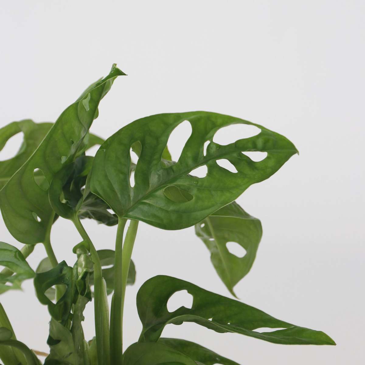 Plant mix in glass - Set of 2 - Clusia, Monstera - Height 15-35cm - ⌀20cm