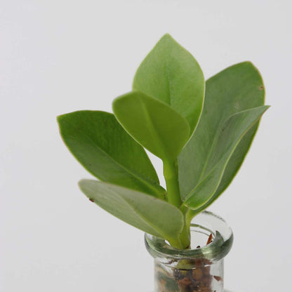 Plant mix in glass - Set of 2 - Clusia, Monstera - Height 15-35cm - ⌀20cm