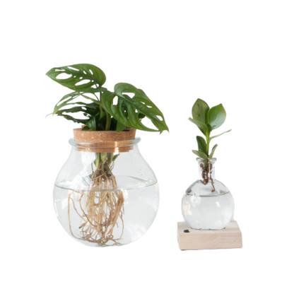 Plant mix in glass - Set of 2 - Clusia, Monstera - Height 15-35cm - ⌀20cm