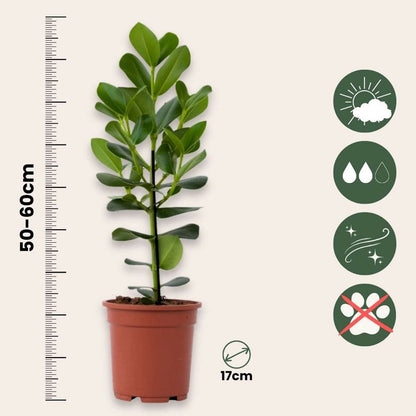 Pommier baumier - Set de 2 - Clusia rosea 'Princess' - Hauteur 50-60cm - ⌀17cm