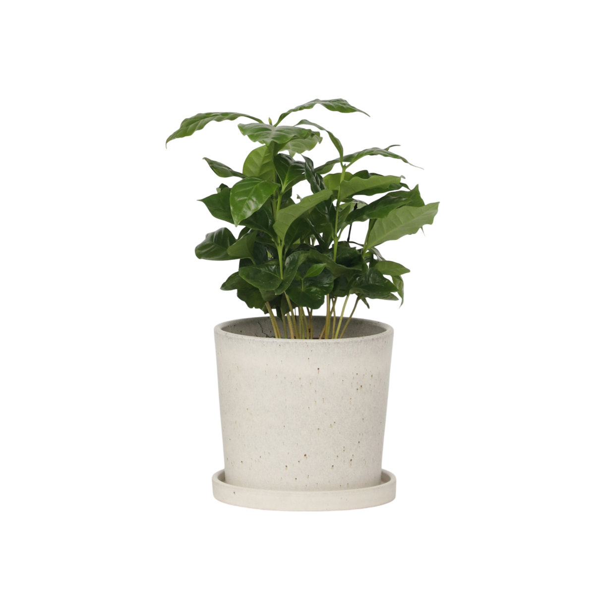 Caféier - Coffea arabica - Hauteur 25-40cm - ⌀12cm