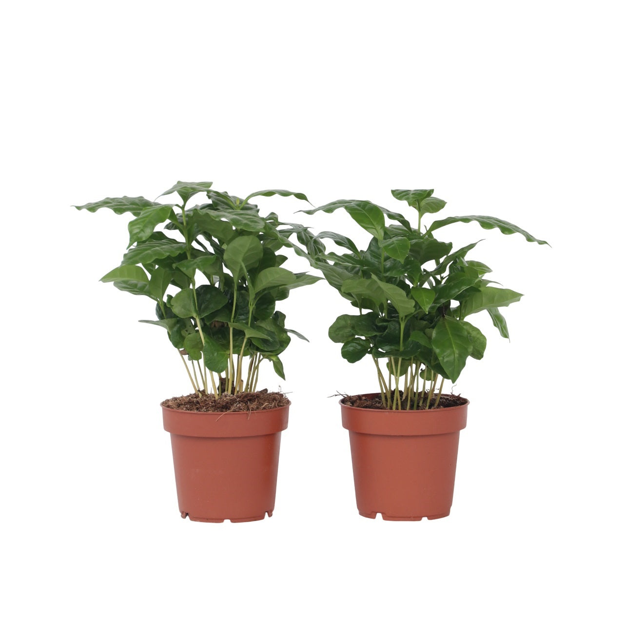 Caféier - Set de 2 - Coffea arabica - Hauteur 25-40cm - ⌀12cm