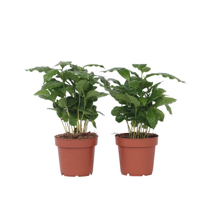 Caféier - Set de 2 - Coffea arabica - Hauteur 25-40cm - ⌀12cm