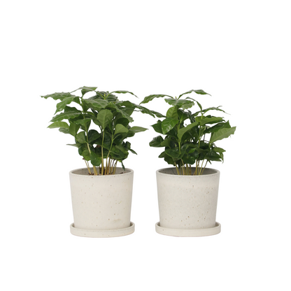 Caféier - Set de 2 - Coffea arabica - Hauteur 25-40cm - ⌀12cm