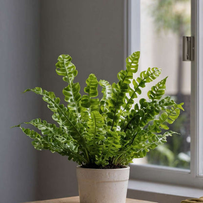 Fougère nid d'oiseau - Set de 2 - Asplenium 'Crispy Wave' - H25-40cm - ⌀12cm