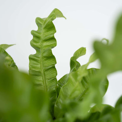 Fougère nid d'oiseau - Set de 2 - Asplenium 'Crispy Wave' - H25-40cm - ⌀12cm
