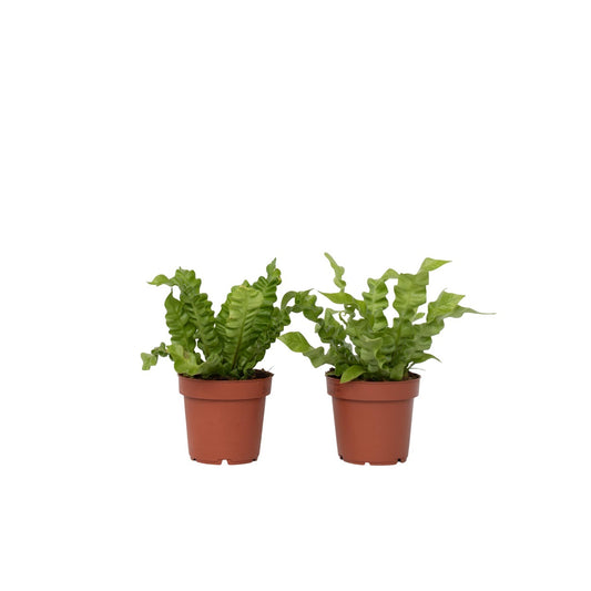 Bird's nest fern - 2 pcs. - Asplenium nidus 'Crispy Wave' - H25-40cm - ⌀12cm