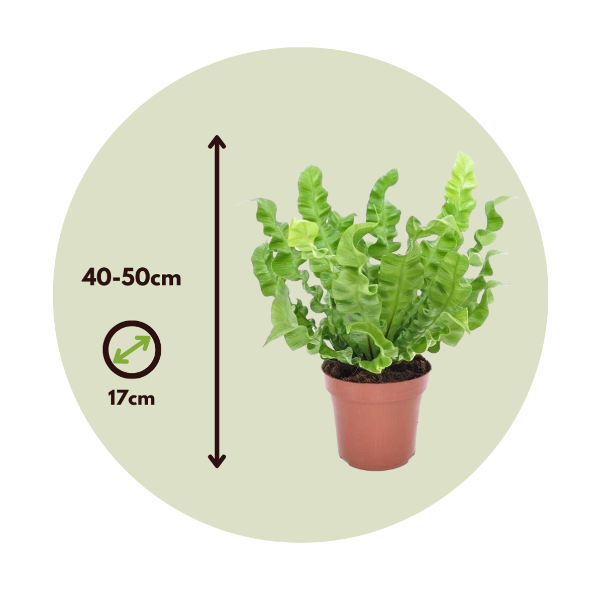 Fougère nid d'oiseau - Asplenium nidus 'Crispy Wave' - Hauteur 40-50cm - ⌀17cm - TD Plantz