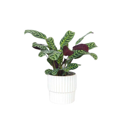 Never Never Plant - Ctenanthe 'burle-marxii' - Height 25-40cm - ⌀12cm