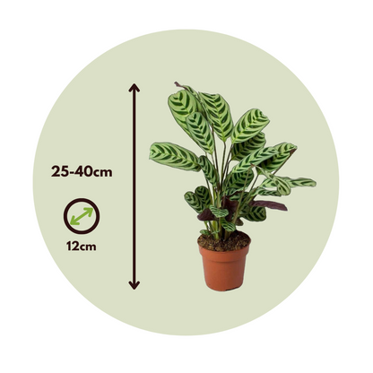 Never Never Plant - Ctenanthe 'burle-marxii' - Height 25-40cm - ⌀12cm