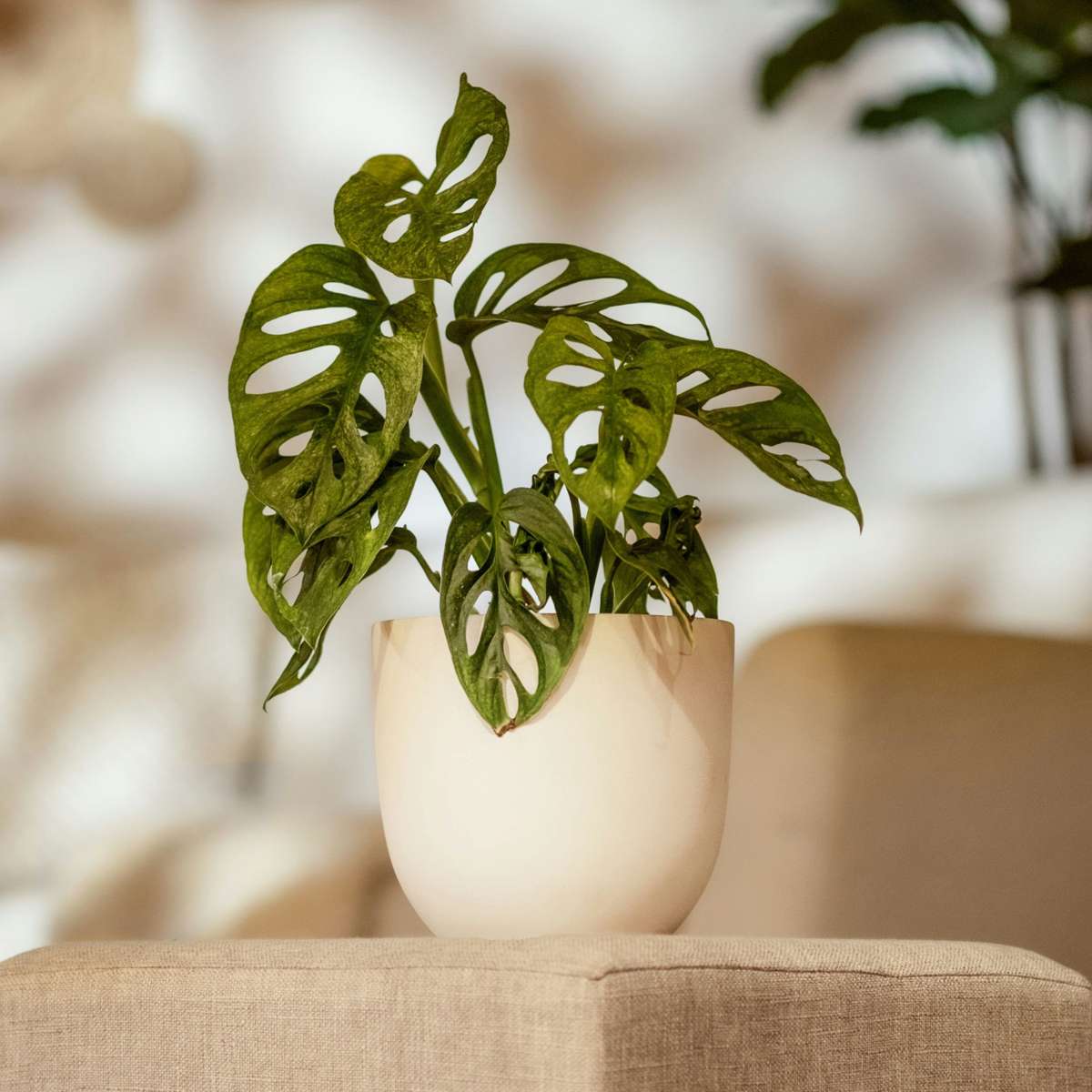 Plante à trous - Monstera adansonii 'Monkey Mask' - Hauteur 25-30cm - ⌀12cm