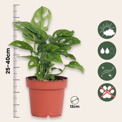 Plante à trous - Monstera adansonii 'Monkey Mask' - Hauteur 25-30cm - ⌀12cm