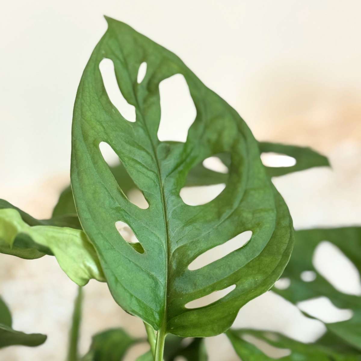 Plante à trous - Set de 2 - Monstera adansonii 'Monkey Mask' - H25-30cm - ⌀12cm